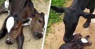 Mother Cow Comforts Rare Calf Born With Two Heads