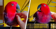 Parrot Sings iPhone Ringtone In Unbelievable Video