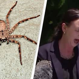 Huntsman Spider Crawls On Queensland Health Minister During Covid Briefing