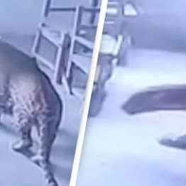 School Locks Leopard In Classroom After It Breaks In And Attacks Student, Video Shows