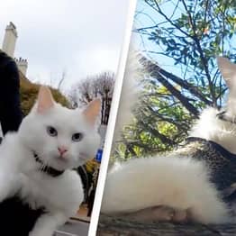 Man Shares Adorable Video Of How His Cat Explores London