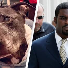 The Last Dog Rescued From Michael Vick’s Dog Fighting Ring Has Died