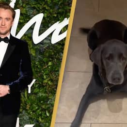 Tom Felton Shares Adorably Hilarious Video Of Dog Willow