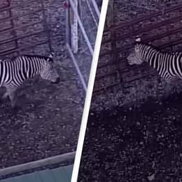 Elusive Escaped Zebras Caught After Four Months On The Run