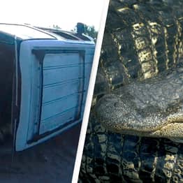 Florida Officer Finds Alligators Hanging From Car At Accident Scene