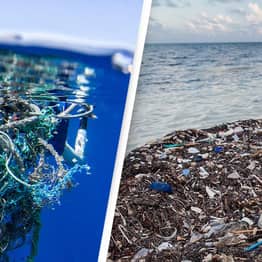 Coastal Species Have Emerged Thriving On Great Pacific Garbage Patch, Scientist Discover