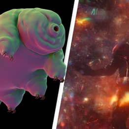 Scientists Put A Tardigrade In A Strange Quantum State And It Survived