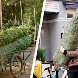 Why Buying A Real Christmas Tree Might Be More Eco-Friendly Than Getting A Fake One