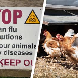 ‘Very Rare’ Human Case Of Bird Flu Detected In The UK