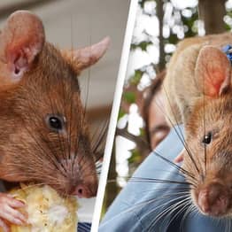Rat Who Was Awarded Gold Medal For Landmine-Detecting Heroism Dies Aged 8