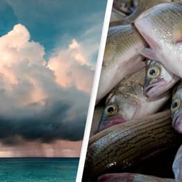 Rare Weather Phenomenon Causes It To Rain Fish In Texas
