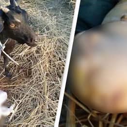 Mutant Goat Born With ‘Face Of A Human’ Seen As ‘Sign From God’