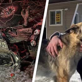 Dog Escapes Car Wreckage To Lead Police Back To Injured Owner
