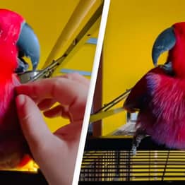 Parrot Sings iPhone Ringtone In Unbelievable Video