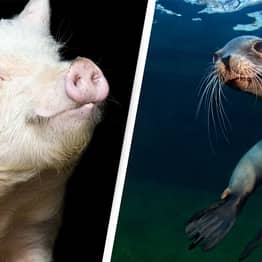Pig Brain Cells May Have Cured Sea Lion’s Epilepsy In ‘Very Promising Approach’