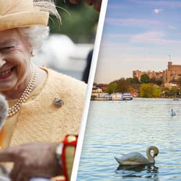 26 Of The Queen’s Swans Culled By Vets After Catching Bird Flu