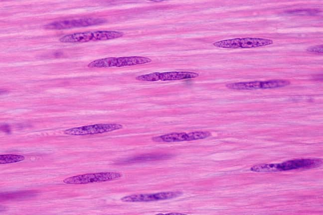 Muscle cells (Alamy)
