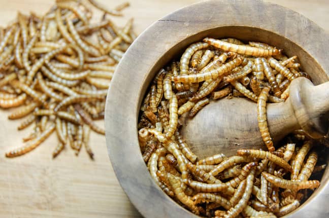 Bugs in Food Faux Meet - Alamy 