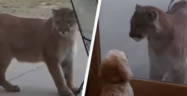 Family Dog Tries To Scare Away Massive Mountain Lion In Shocking Video