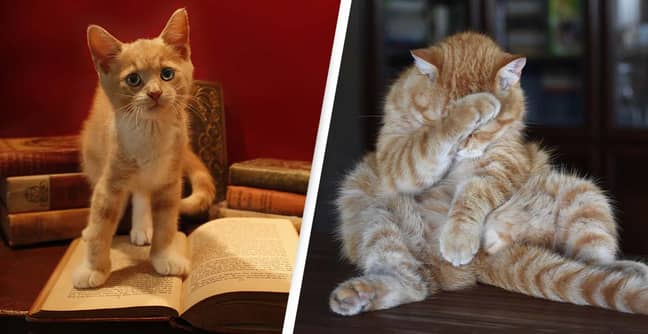 Man Accused Of 'Perpetuating Ethnic Stereotypes' Of Ginger Cats Causes Hilariously Named Cats To Go Viral