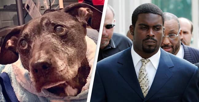 The Last Dog Rescued From Michael Vick's Dog Fighting Ring Has Died