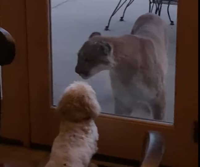 Family Dog Tries To Scare Mountain Lion - Storyful