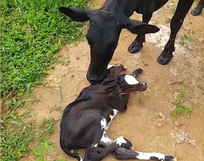 Two-Headed Calf Born in Brazil (CEN)