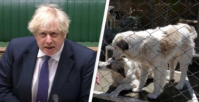 Boris Johnson Responds To Whistleblower Claims He Ordered Evacuation Of Dogs From Afghanistan