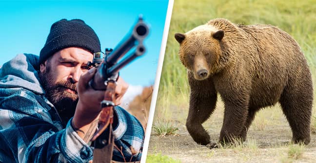 US State Wants To Lift Protections So People Can Hunt Grizzly Bears