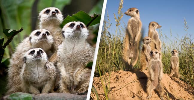 Meerkat Matriarchs Rule With Testosterone And Aggression, Study Finds