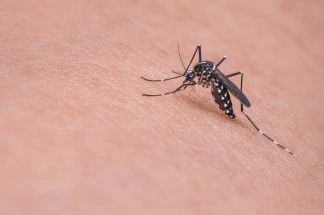 Mosquito (Pixabay)