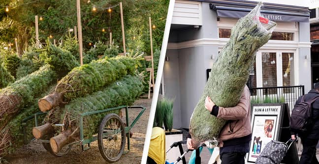 Why Buying A Real Christmas Tree Might Be More Eco-Friendly Than Using A Fake One