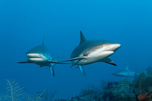 Two sharks swimming (Alamy)