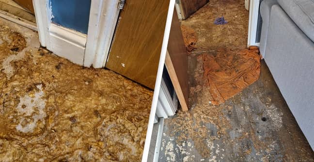 Woman Horrified After Poo Explosion Covers Home In Human Faeces