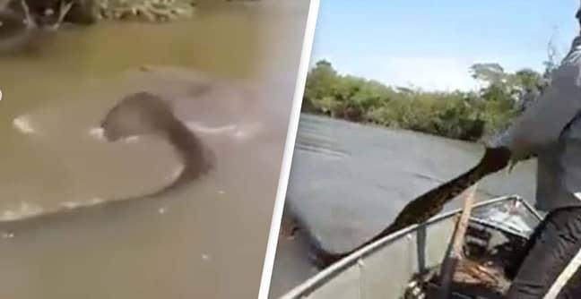 Terrifying Footage Shows Fisherman Battling With 30ft Anaconda