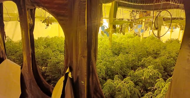 3,112 Cannabis Plants Worth £3 Million Seized In Birmingham