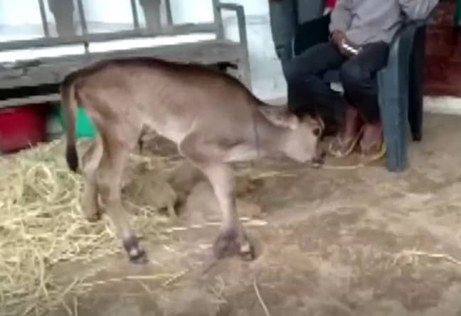 Calf walking in India (Jam Press)