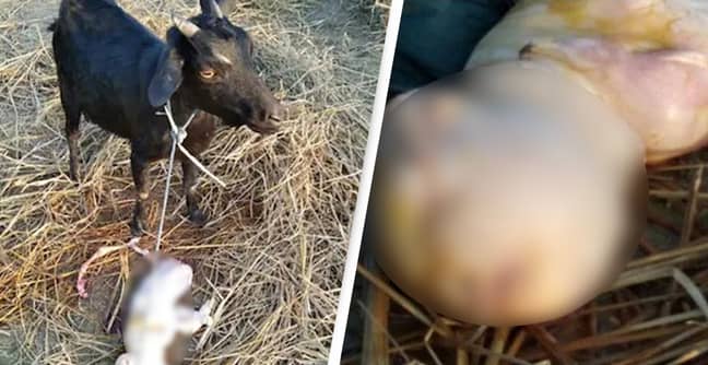 Mutant Goat Born With 'Face Of A Human' Seen As 'Sign From God'