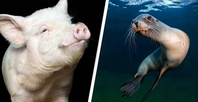 Pig Brain Cells May Have Cured Sea Lion's Epilepsy In 'Very Promising Approach'