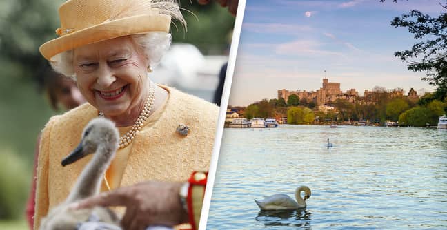 26 Of The Queen's Swans Culled By Vets After Catching Bird Flu