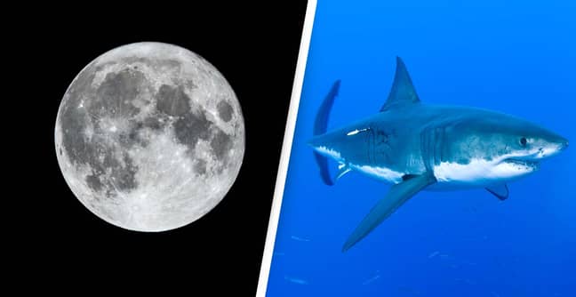 You're More Likely To Be Attacked By A Shark When There's A Full Moon, Study Finds
