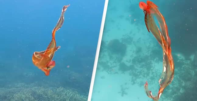 Incredible 'Rainbow-Hued' Octopus Captured In 'Once-In-A-Lifetime' Footage