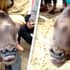 Baby Cow Born With Three Eyes And Two Pairs Of Nostrils