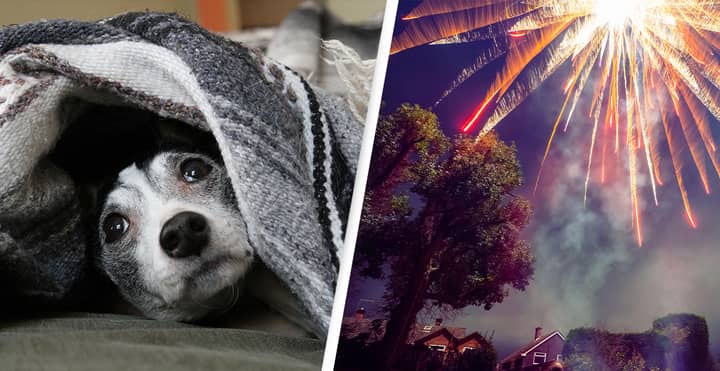 Animal Charities Face New Year’s Fireworks ‘Crisis’ For Pets