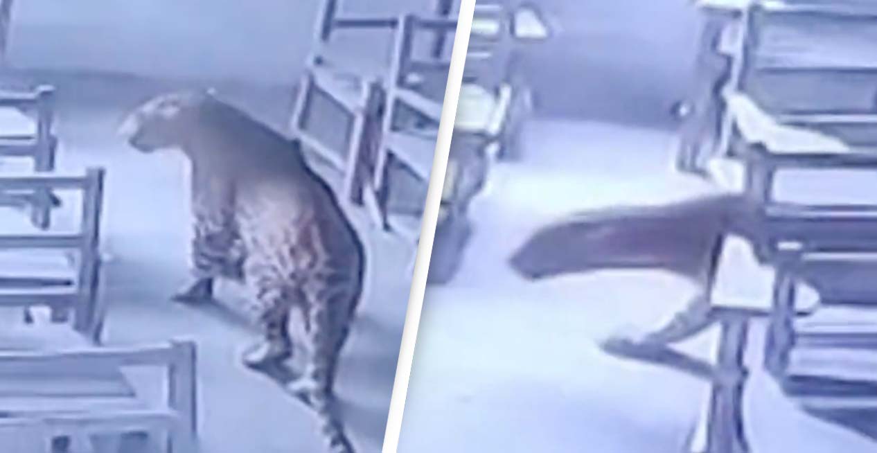 School Locks Leopard In Classroom After It Breaks In And Attacks Student, Video Shows