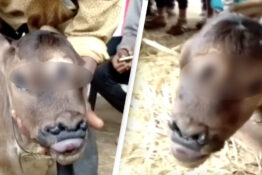 Baby Cow Born With Three Eyes And Two Pairs Of Nostrils