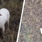 Sausage-Carrying Drone Saves Stranded Dog’s Life In Uplifting Footage